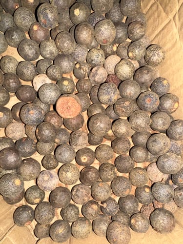 Customer photo review of Original Raw Nepal Rudraksha Sacred Fruit-Tears of Lord Shiva for Offer