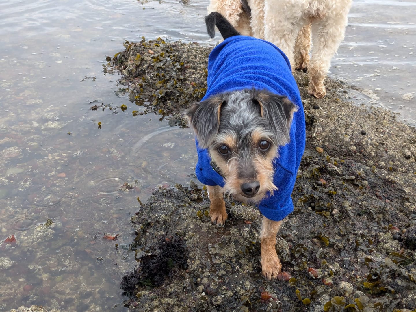 Customer photo review of Walking The Dog At Dusk By Duncan Palmar Free, Next Day Delivery**