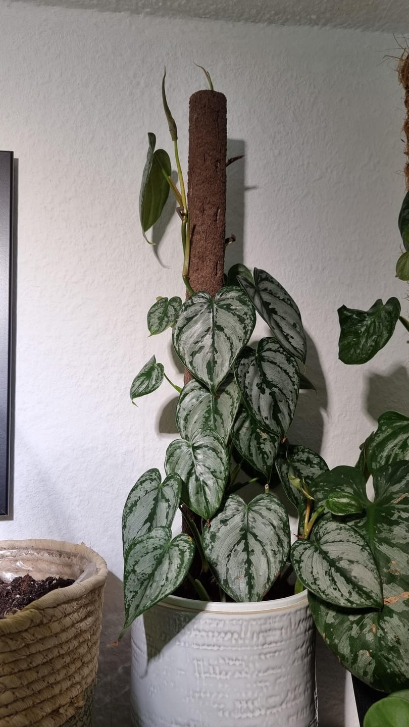 Customer photo review of Biobased Climbing Pole
