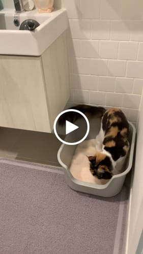 Customer video review of 3 Month Supply - 1 Cat