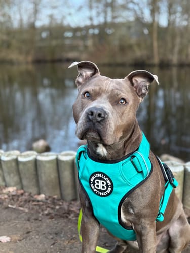 Mailyn M. review of Comfort Premium Harness | Non Restrictive - Turquoise image 1 out of 3