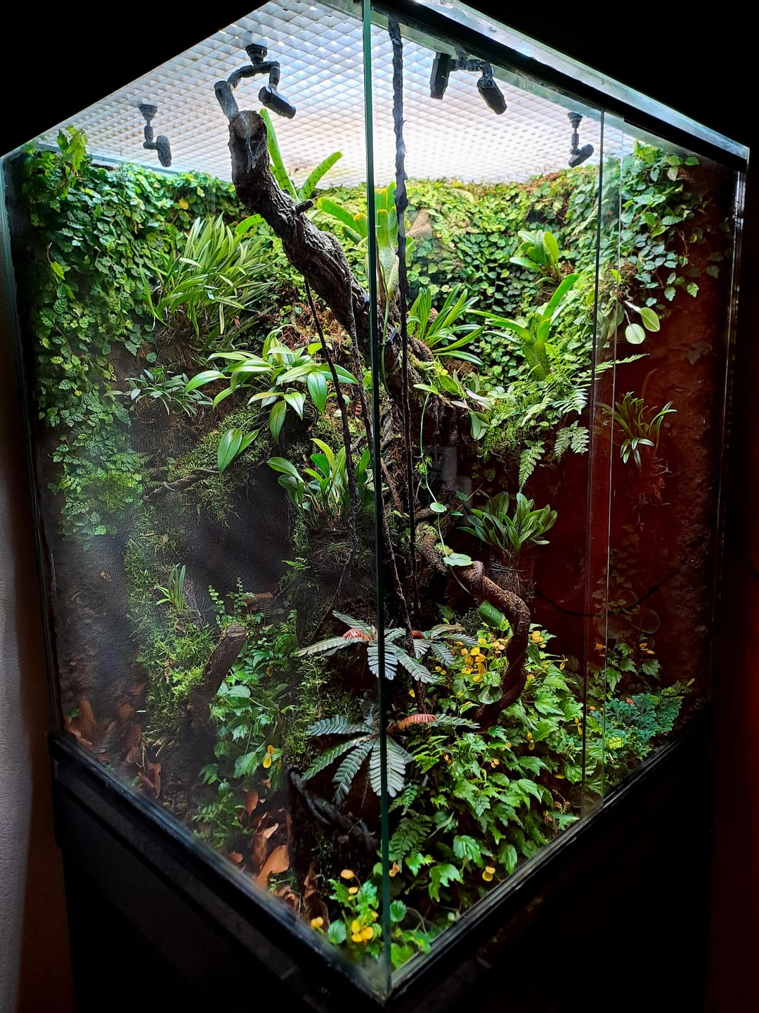 Customer photo review of Terrarium Mix