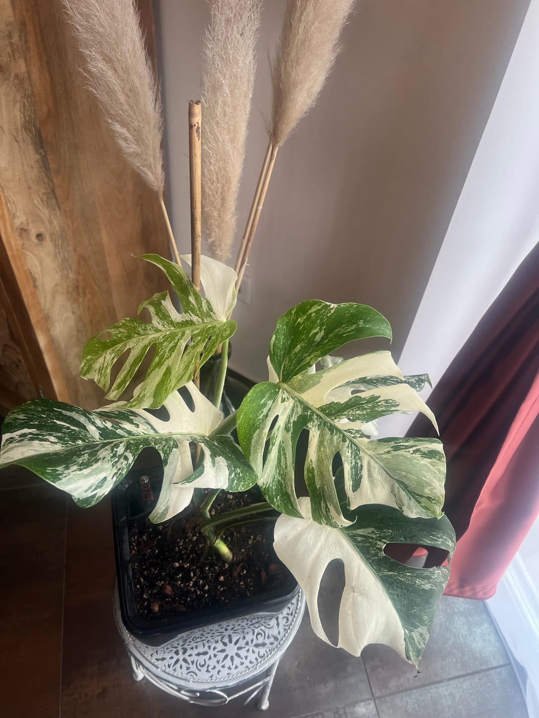 Customer photo review of Monstera Deliciosa Variegata