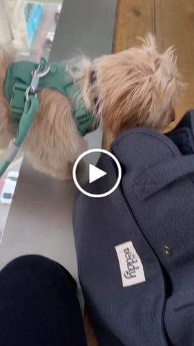 Customer video review of Midnight┃The Bouclé Carrier