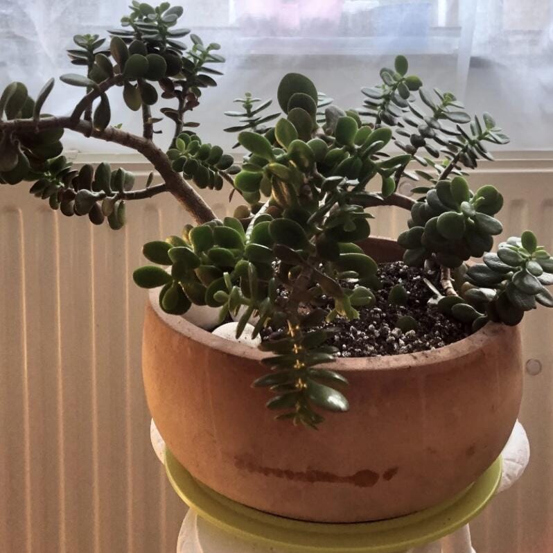 Customer photo review of Cacti & Succulent Mix