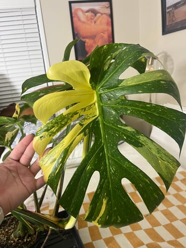 Customer photo review of Plant Food