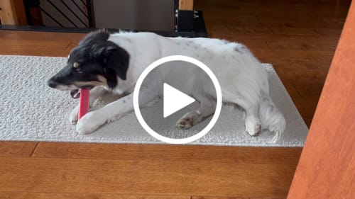 Customer video review of Mix Flavored Chews ( a Pack of 6 Sticks )