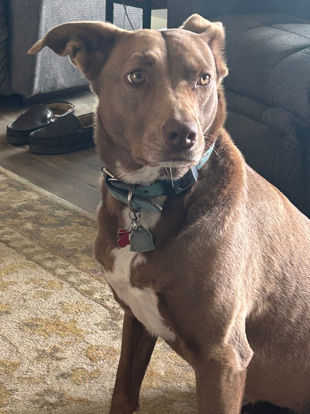 Customer photo review of FurLife Shipping Protection