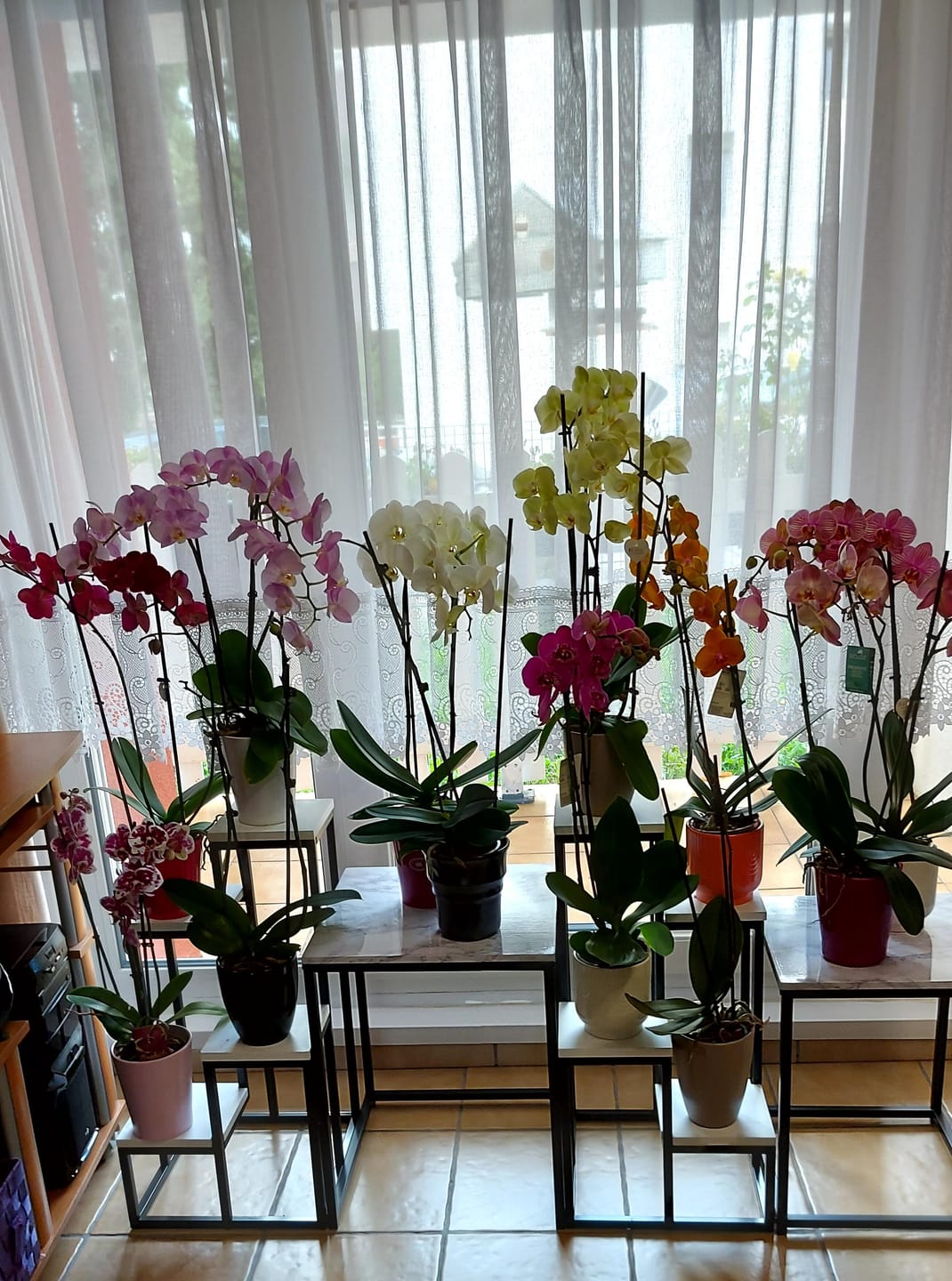 Customer photo review of Orchid Bark