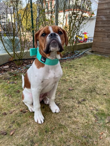 Customer photo review of Active Mint - Brett slitstarkt halsband med spänne