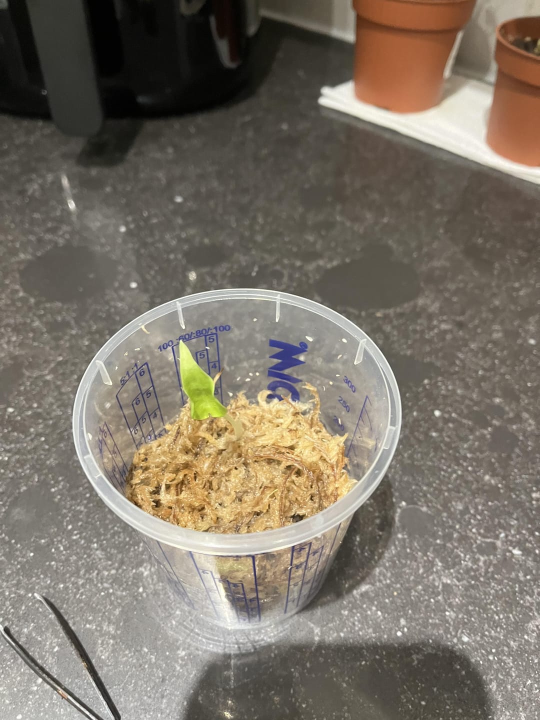 Customer photo review of Alocasia Mix