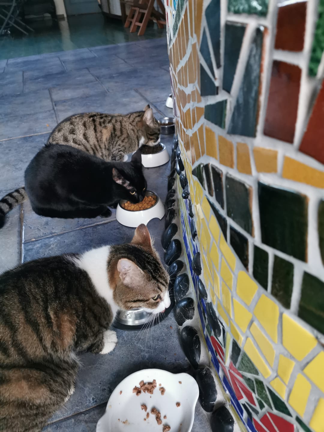 Customer photo review of Multipack d'effilés (chat stérilisé et chat adulte)
