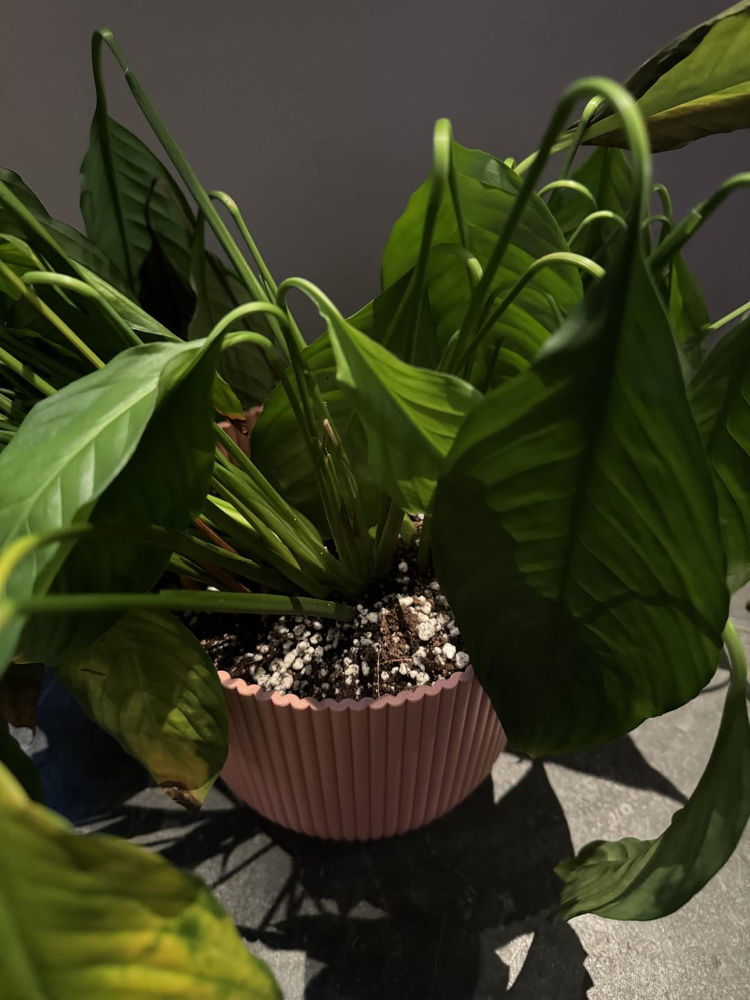 Customer photo review of Calathea & Maranta Mix