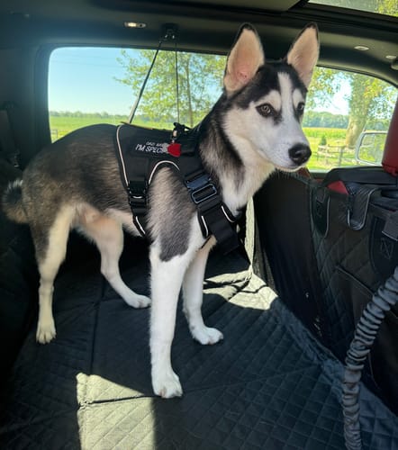 Customer photo review of NEW Upgraded Tactical No-Pull Team K9™ Dog Harness with 4 Quick-Release Metal Buckles, Reinforced Front & Back D-Rings, Hook & Loop Panels, Adjustable Straps, Reflective Strips, & Top Handle