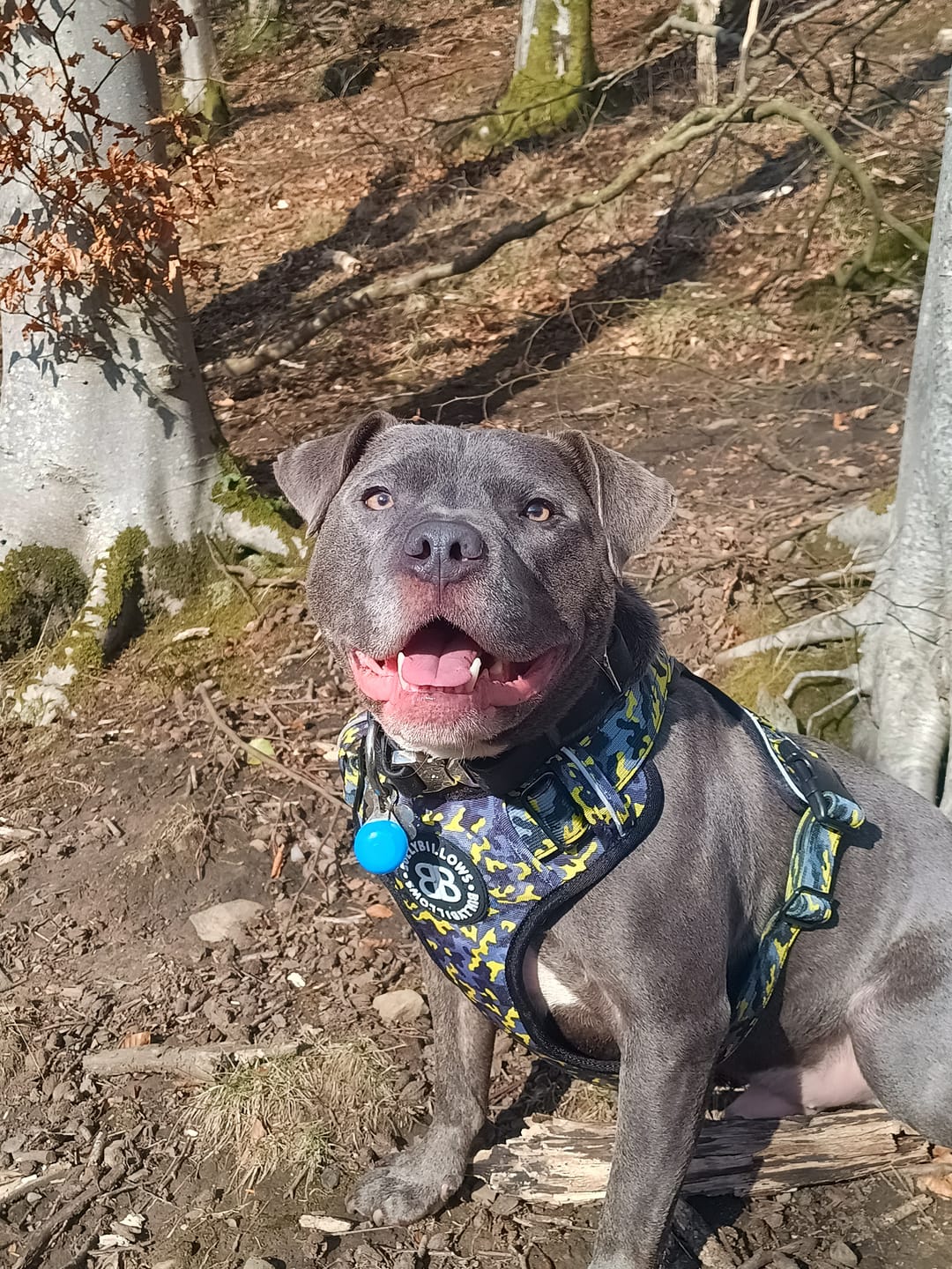 Customer photo review of Comfort Premium Harness | Non Restrictive - Lightning
