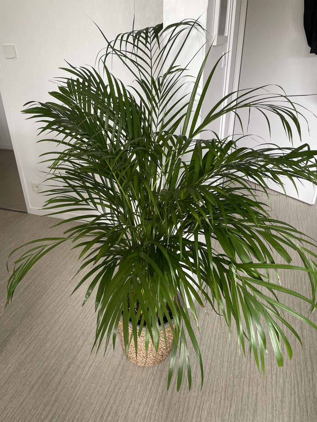 Customer photo review of Ficus Mix