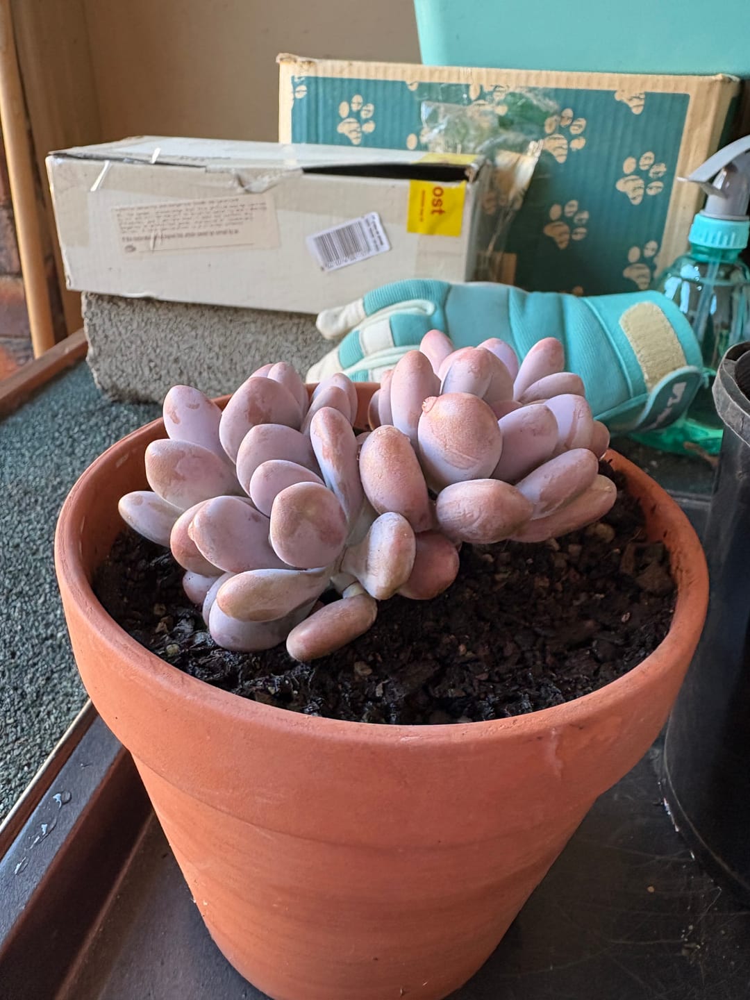 Customer photo review of Graptopetalum amethystinum - Lavender Pebbles