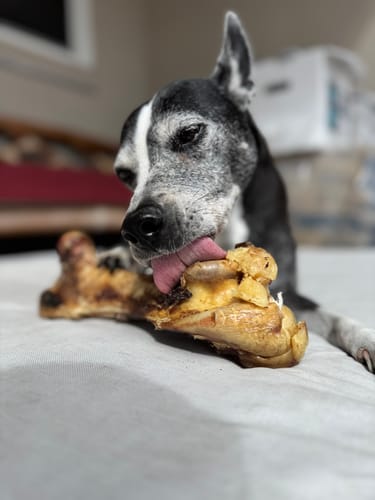 Customer photo review of Ostrich Hip Bone (12" x 5"x 3”): The Durable, Flavor-Packed Chew for Medium & Large Dogs