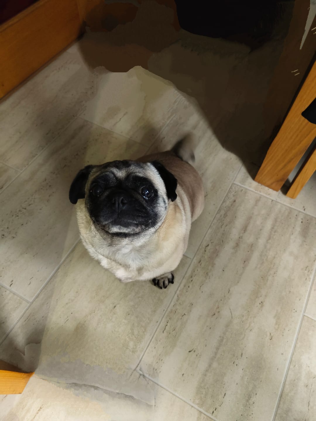 Customer photo review of Total Dental Care Supplement For Dogs