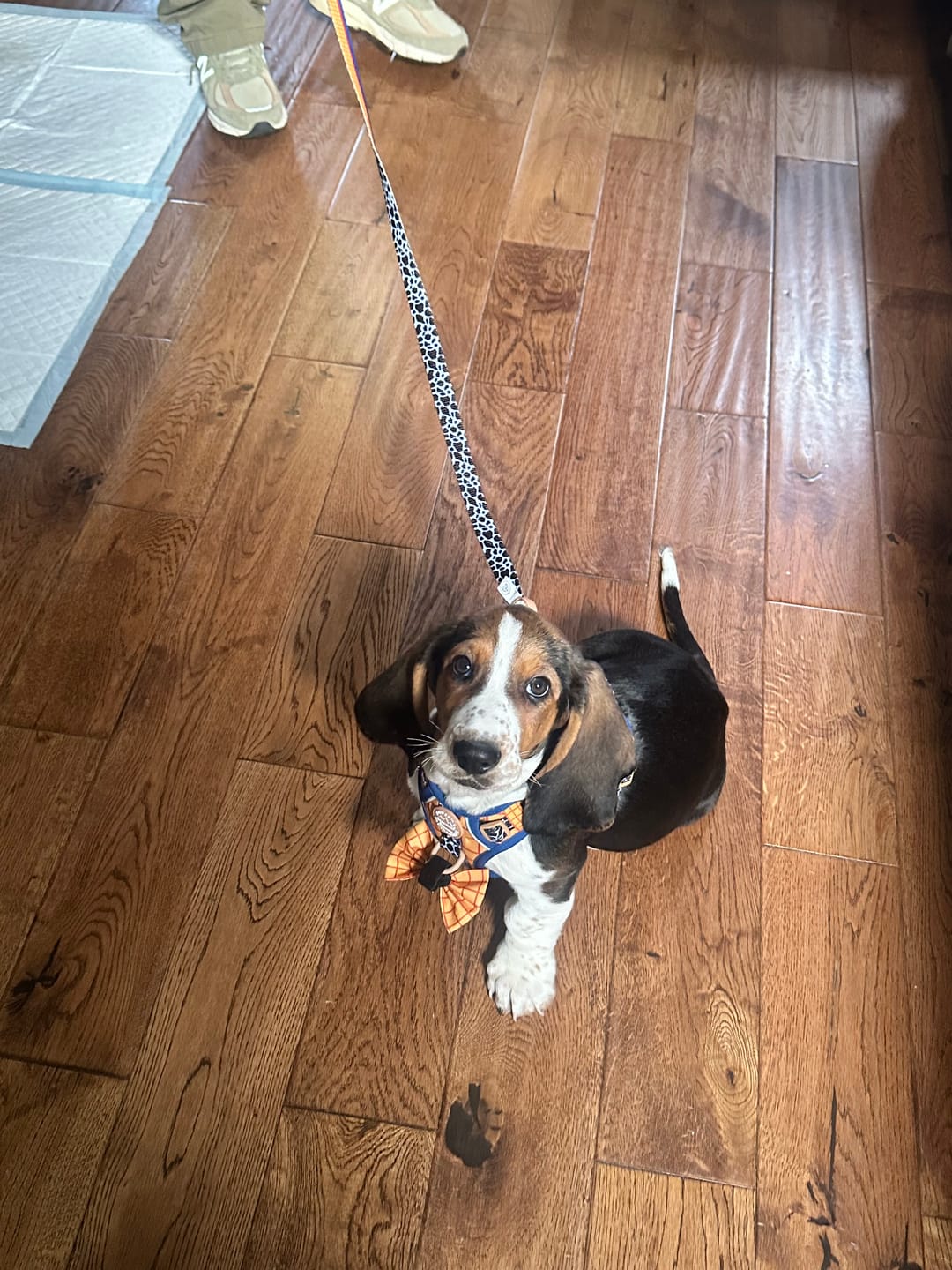 Customer photo review of Disney© Tough Trails™ Harness - Woody