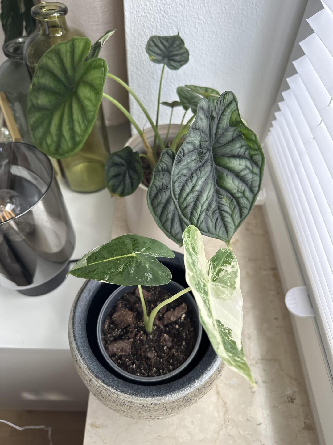 Customer photo review of Alocasia Mix