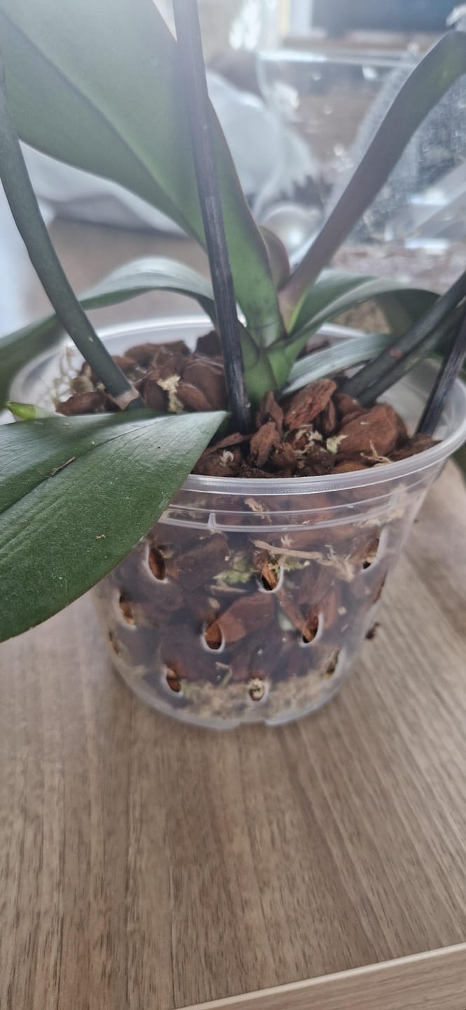 Customer photo review of Orchid Bark