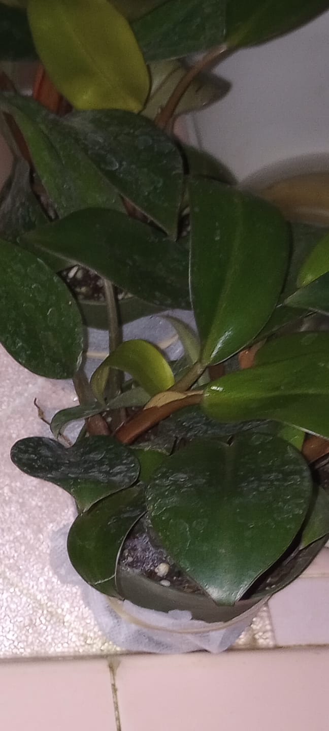 Customer photo review of Philodendron 'Red Congo Mini'