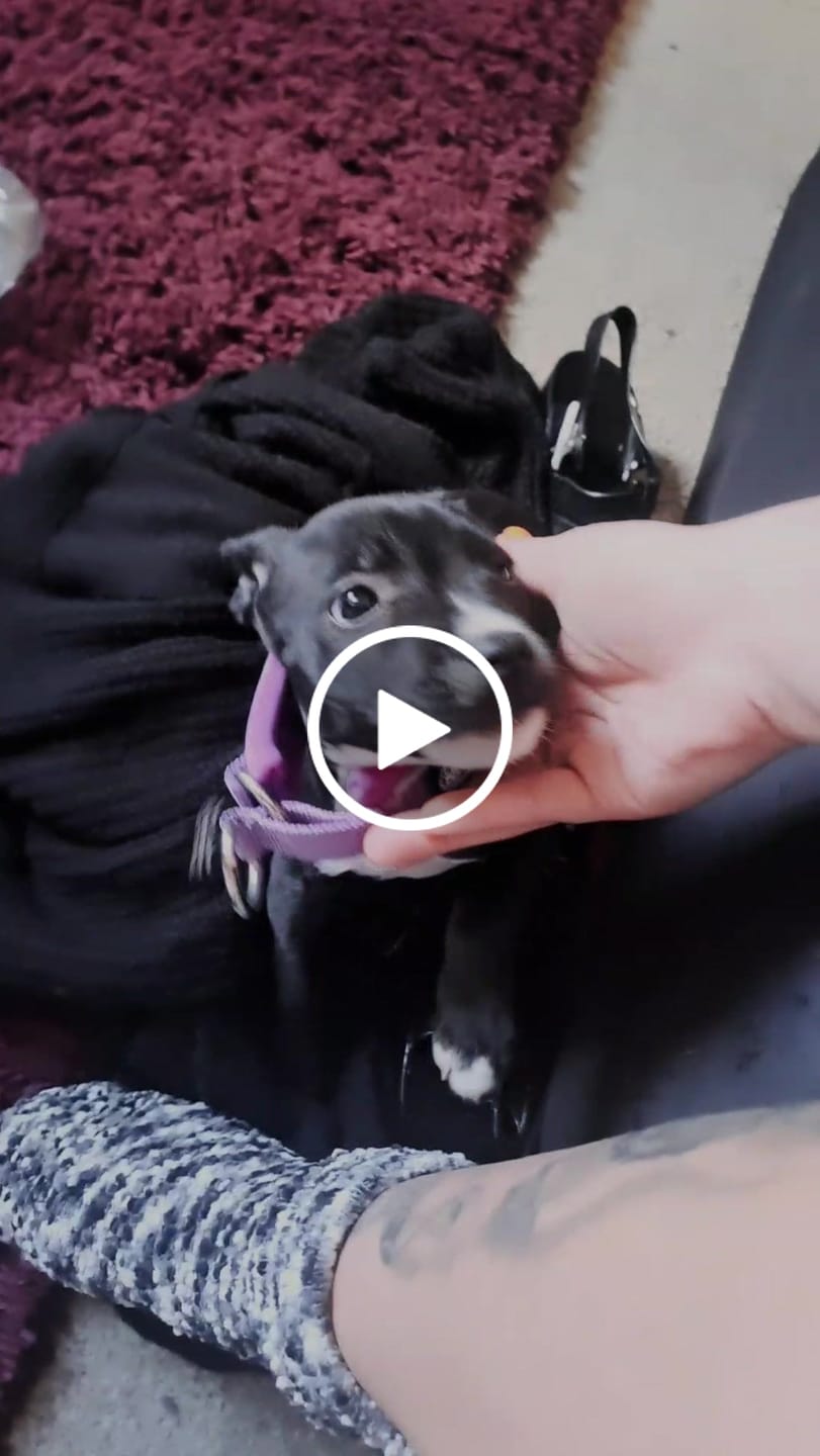 Customer video review of Dog ID Tag - Black (With Gift Box)