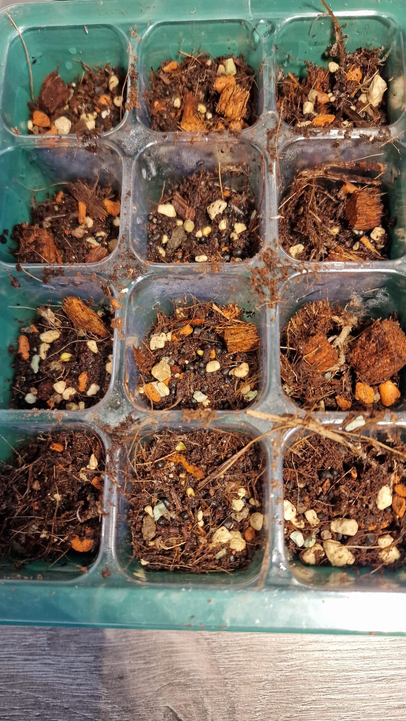 Customer photo review of Terrarium Mix