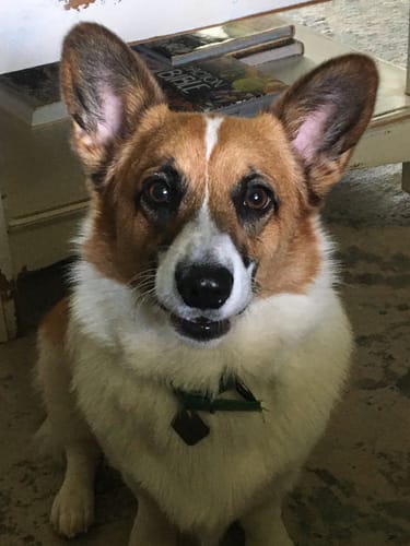 Customer photo review of Banana Yak Chews