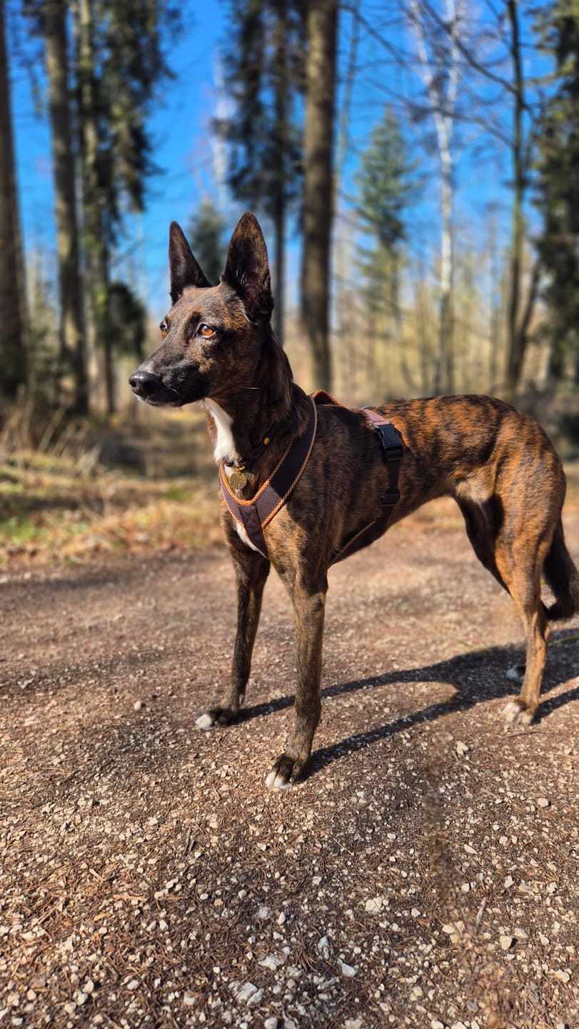 Customer photo review of Windhundgeschirr FUN "Toffee"