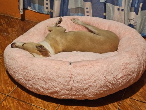 Customer photo review of Cama Antiestrés para Perros