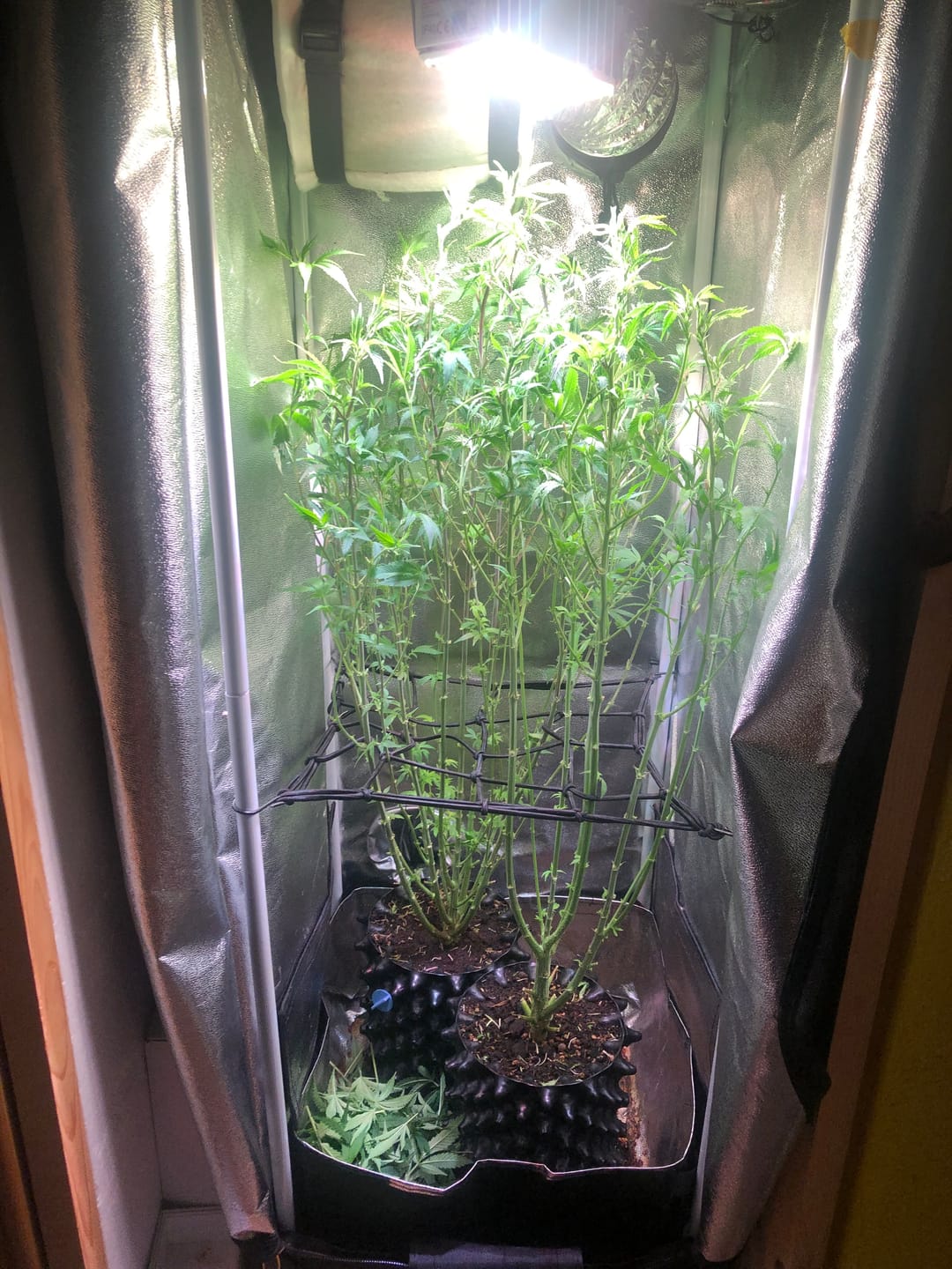 Customer photo review of BioBizz Top Max