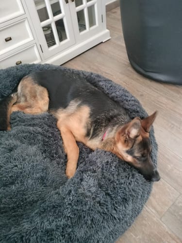 Customer photo review of Grain Free Puppy Salmon & Turkey