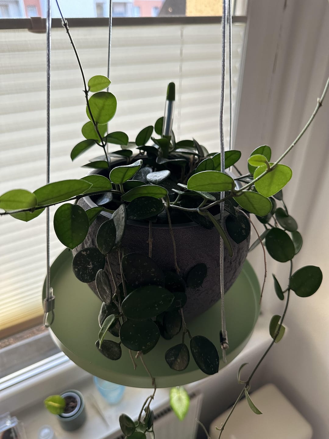 Customer photo review of Hoya Mix