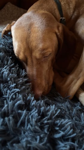 Customer photo review of Puppery Hundebett Wolke 7 - Das Original