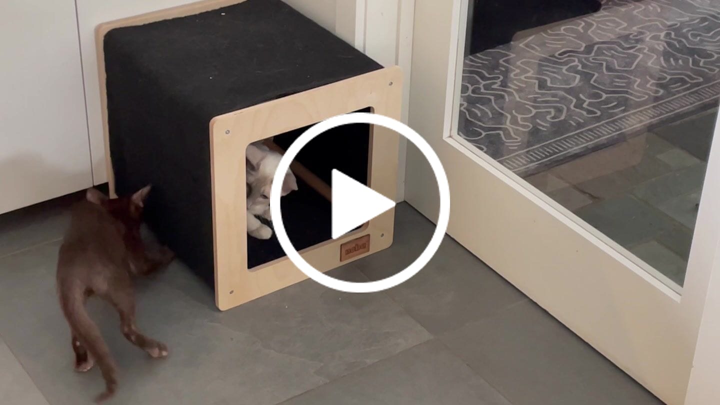 Customer video review of The Urban Hut Pet House