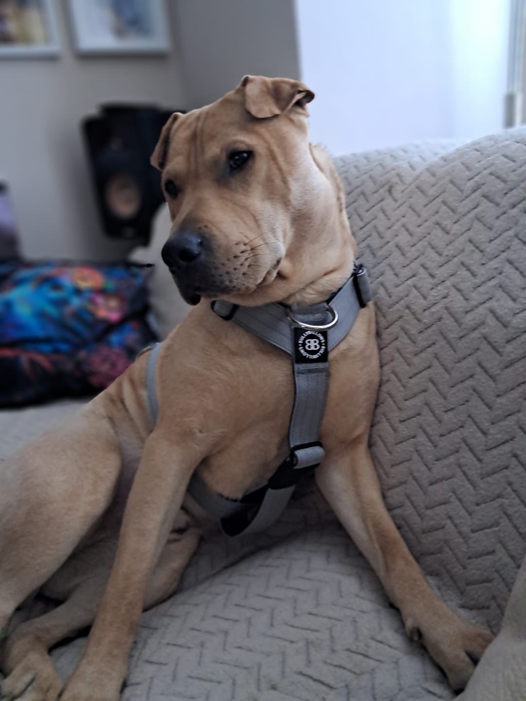 Customer photo review of Training Anti Pull TRI-Harness® | M-XL Breeds - Metal Grey