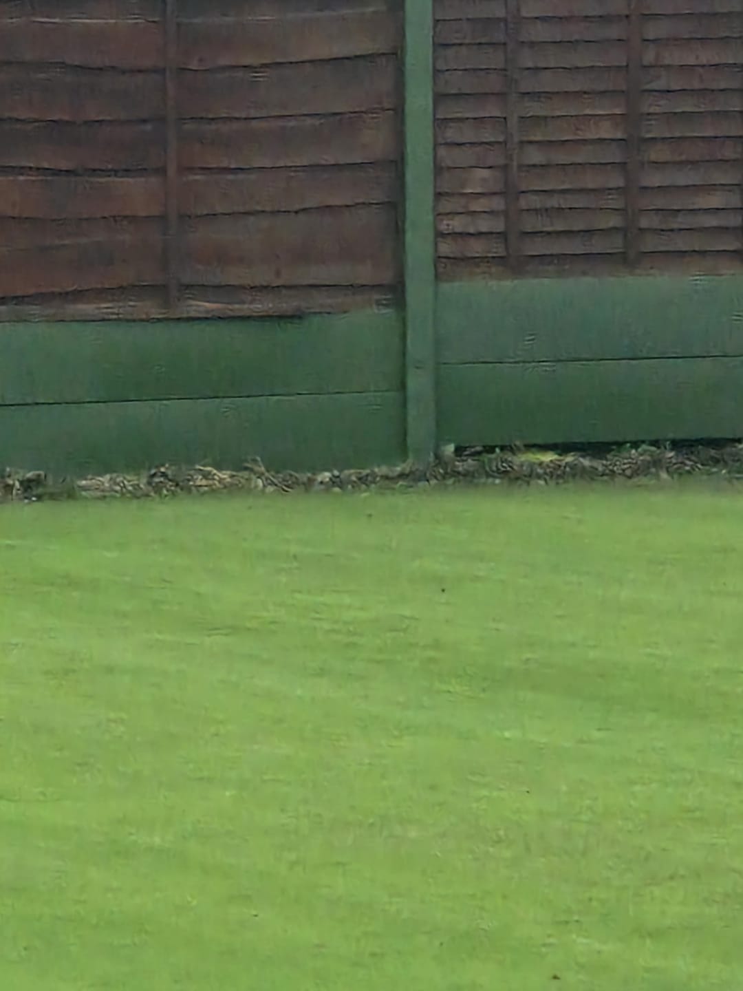 Customer photo review of HQC Garden Paint