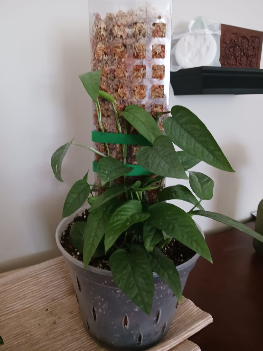 Customer photo review of Pothos Epipremnum pinnatum 'Cebu Blue'
