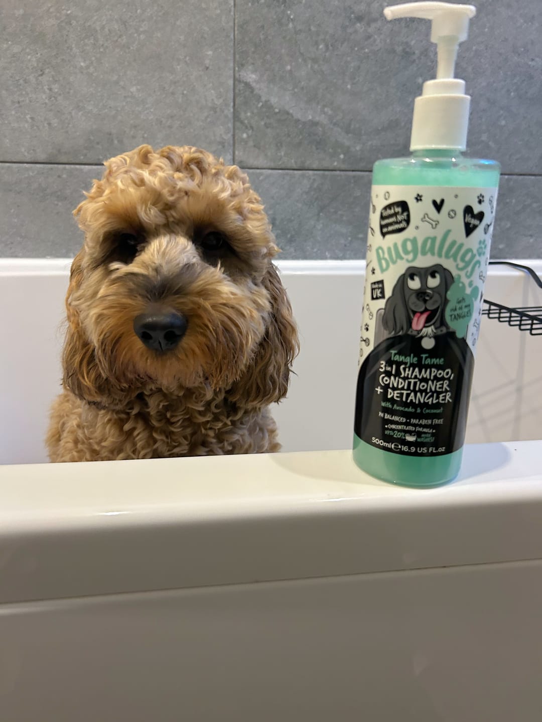 Customer photo review of 3 in 1 Tangle Tame Dog Shampoo, Conditioner & Detangler