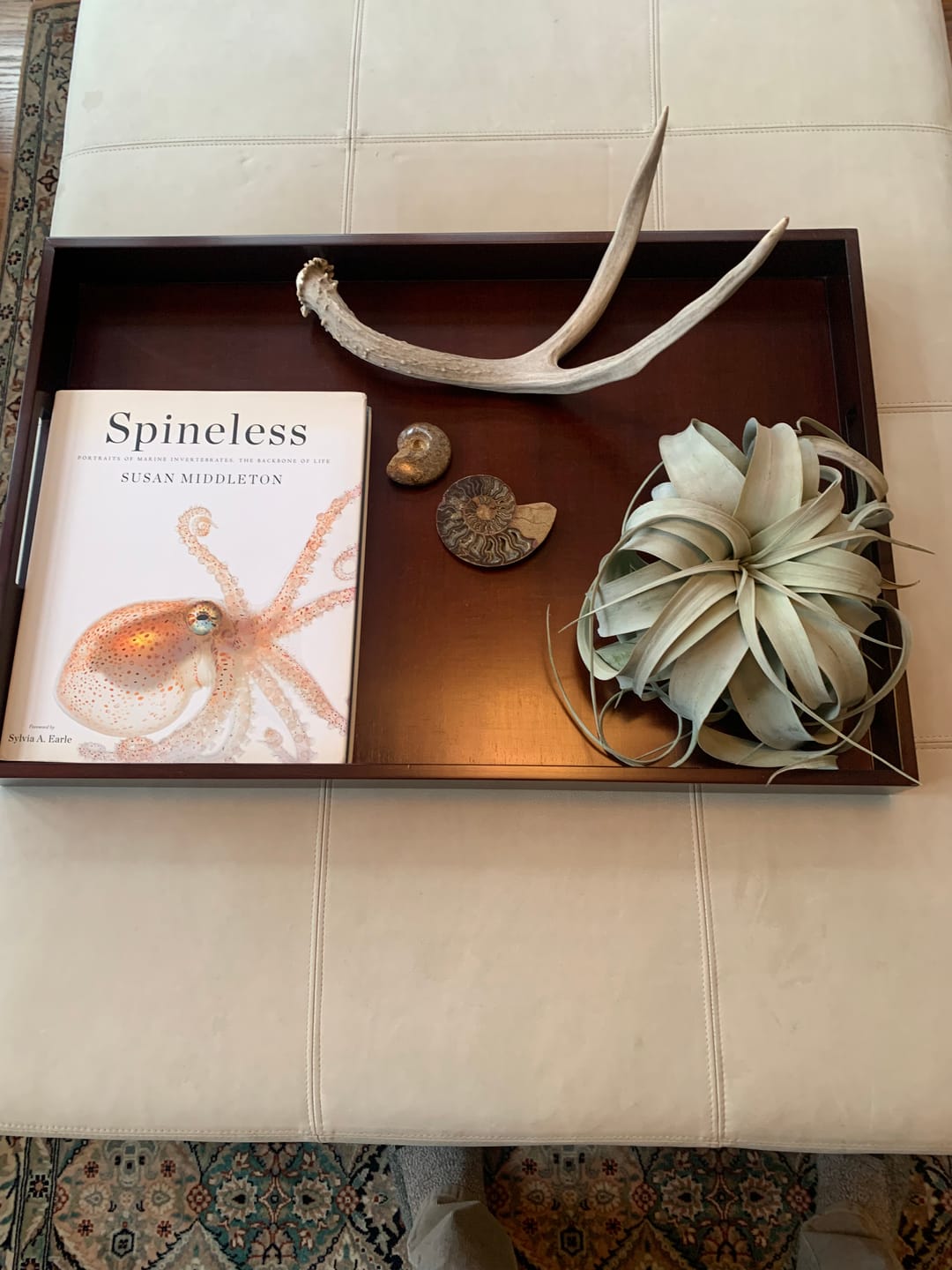 Customer photo review of Xerographica Thick Leaf Form  *Cannot Be Shipped Internationally*
