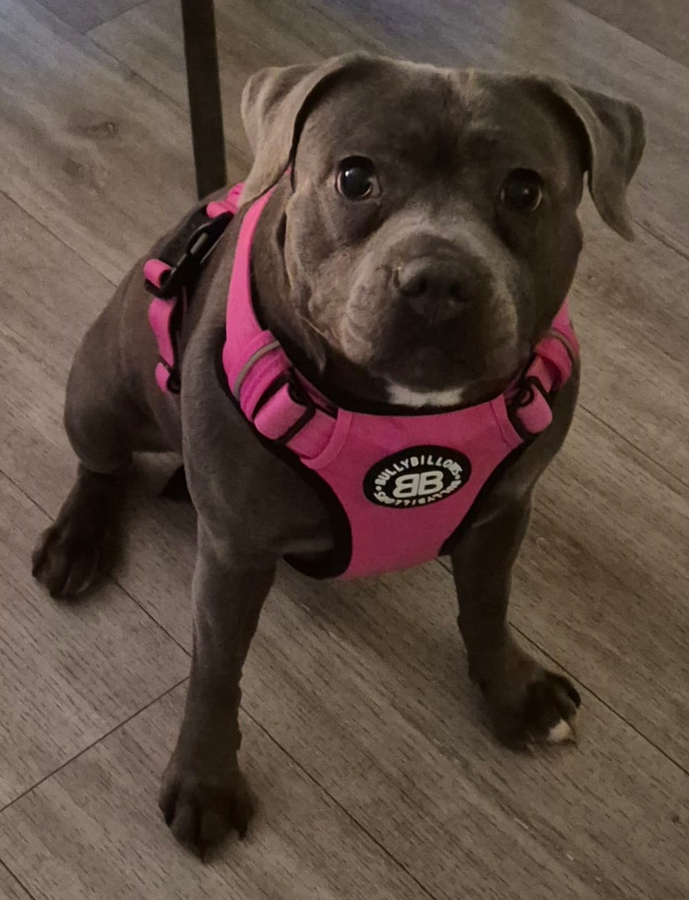 Customer photo review of Comfort Premium Harness | Non Restrictive - Magenta