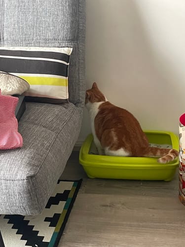 Customer photo review of 1 Month Supply – 1 Cat