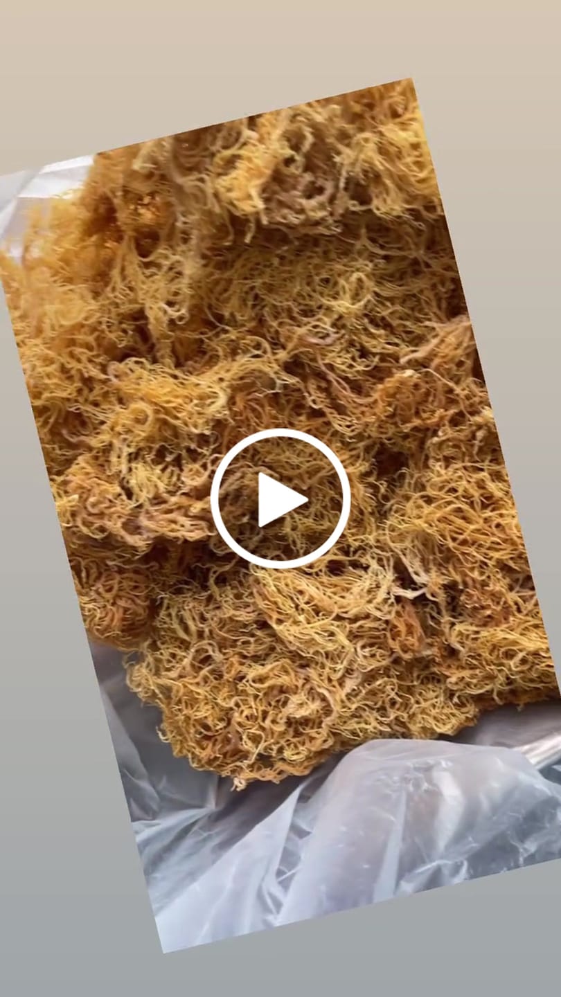 Customer video review of Wildcrafted Sea Moss from the pristine waters of St. Lucia
