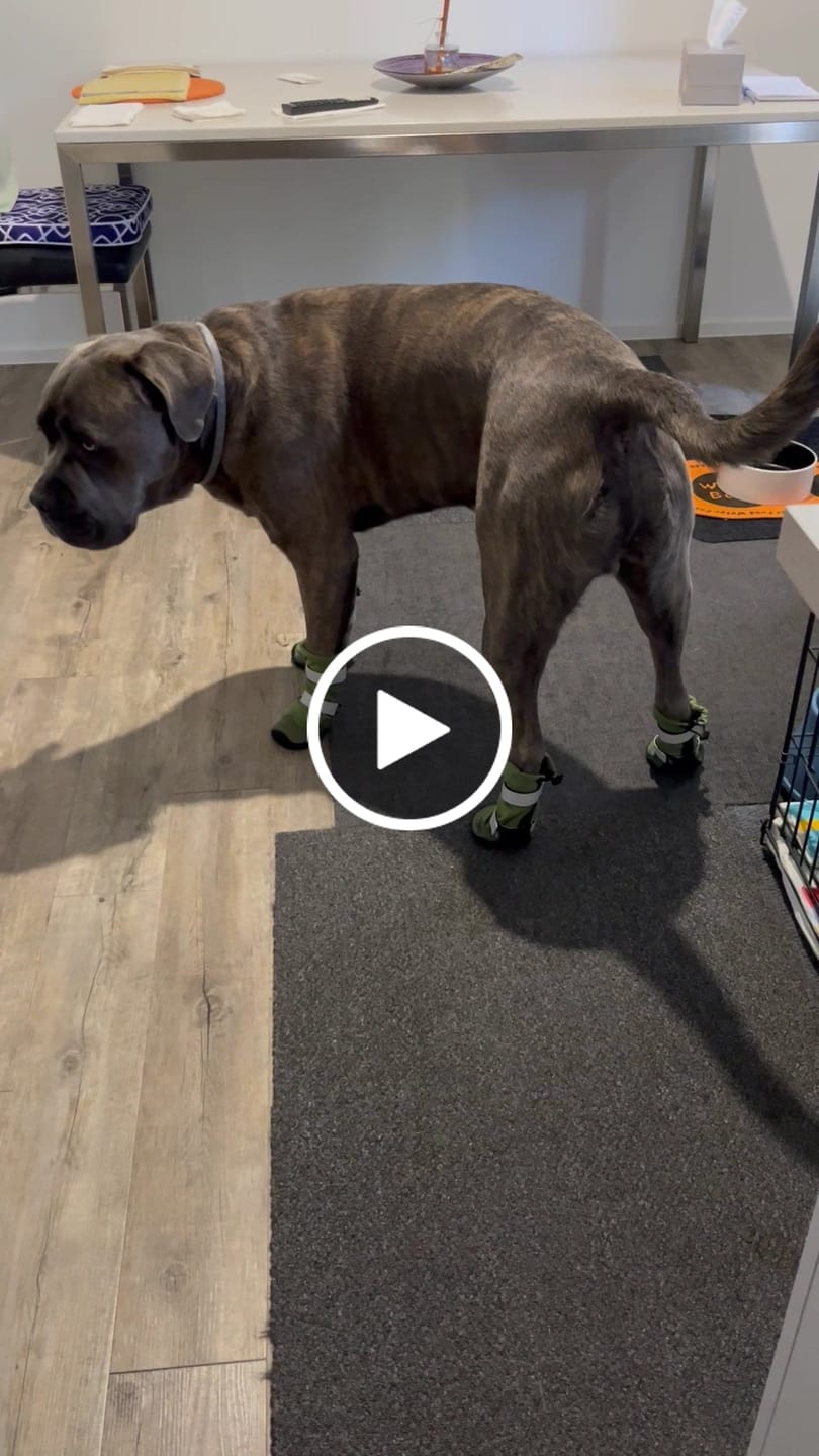 Customer video review of Flex Shell Waterproof Dog Boots - Green