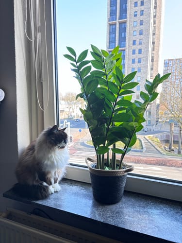 Customer photo review of Zamioculcas Kunstplant 75cm
