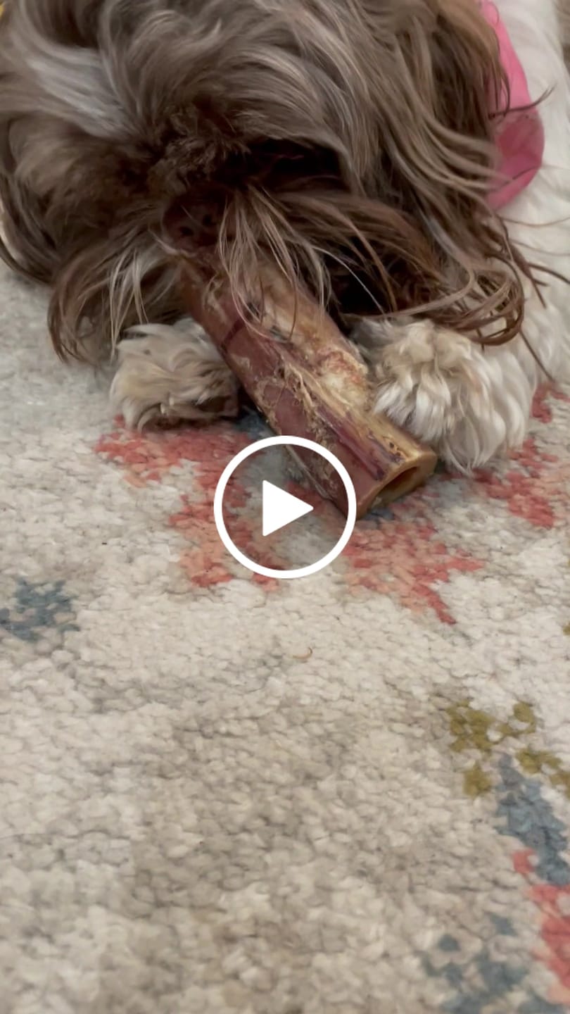 Customer video review of Ostrich Chunky Bones (4" x 2" - 2 Pack): The Long-Lasting, Flavor-Packed Bones for Small to Medium Dogs