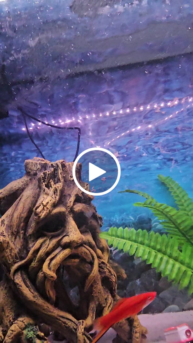 Customer video review of Shark PRO
