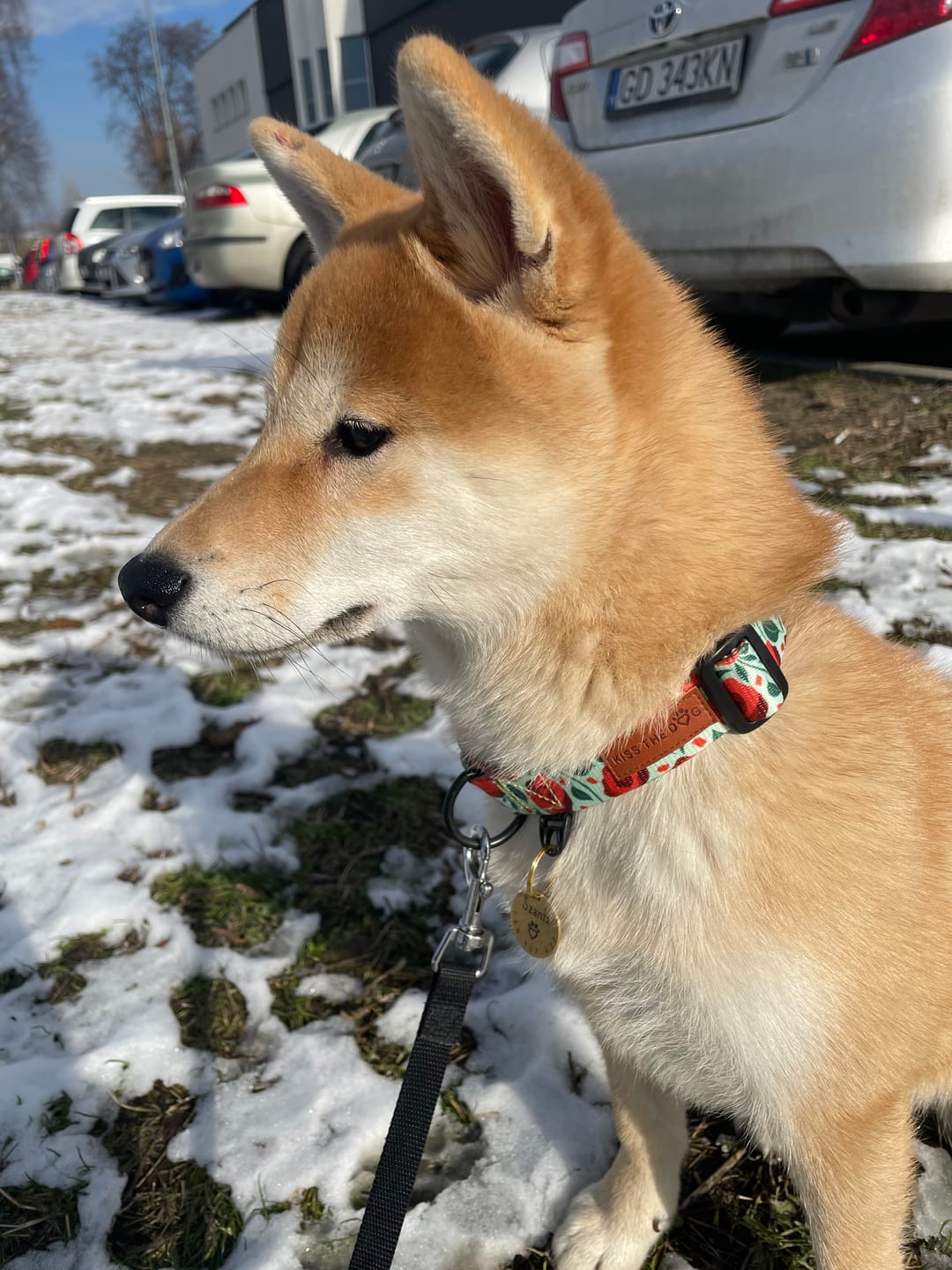 Customer photo review of Obroża "Poppy" - czarne okucia